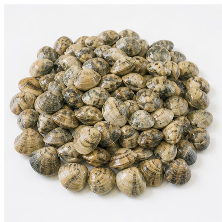 鲜活蛤蜊